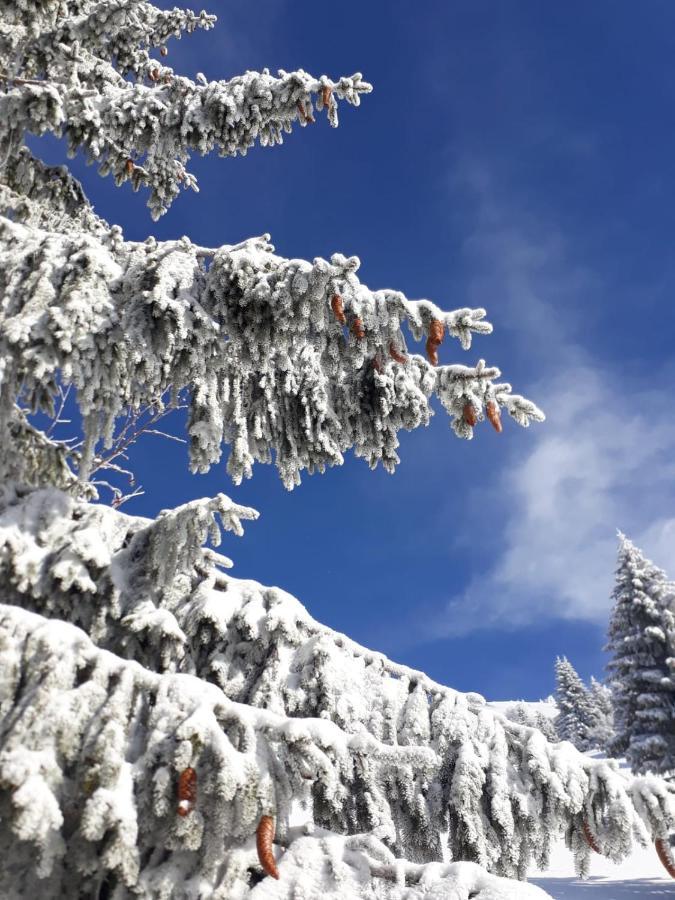 Da C I S A Bed & Breakfast Tambre dʼAlpago Екстериор снимка